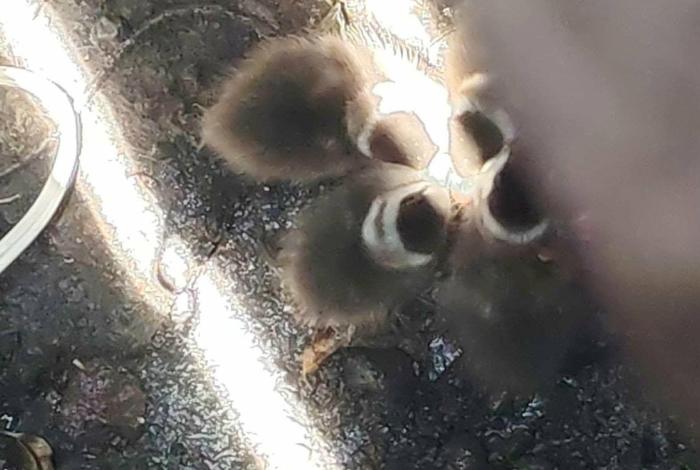 Bomberos rescatan a 5 patitos atrapados en una alcantarilla de Morelia