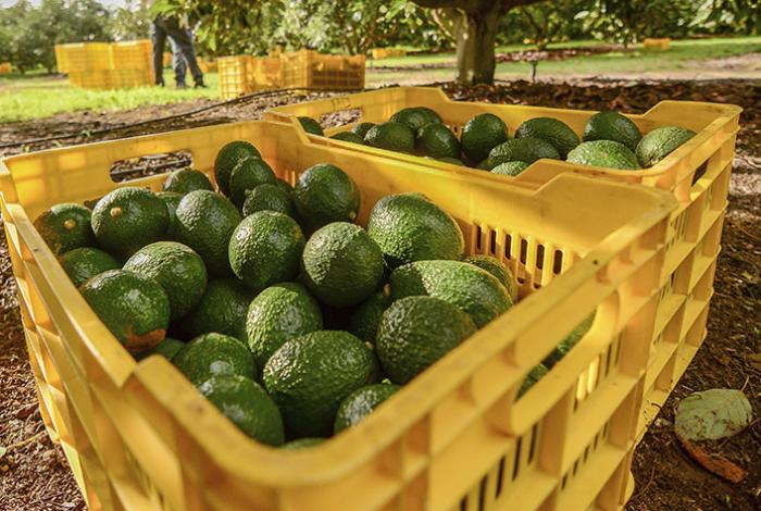 Brasil publica protocolo para importar aguacate mexicano; Michoacán lidera producción