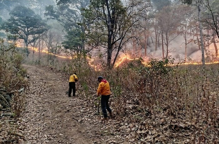 Brigadas atienden 3 incendios en Cotija, Maravatío y Tuxpan: Cofom