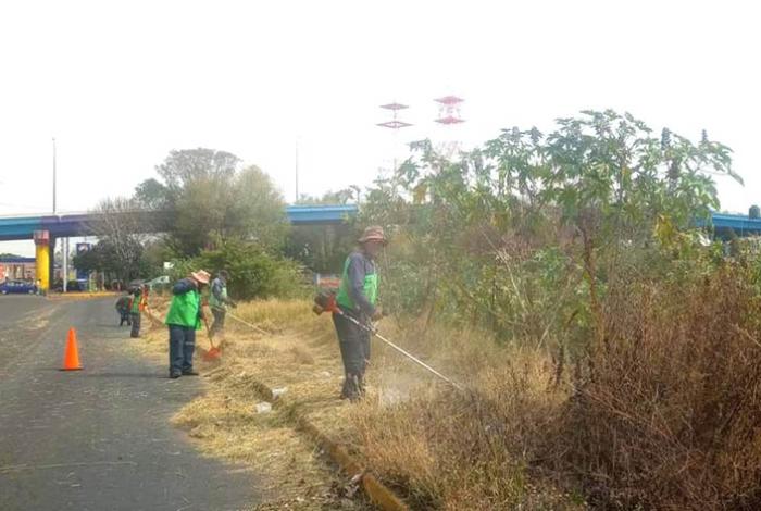 Brigadas de Servicios Públicos de Morelia refuerzan poda y limpieza en vialidades