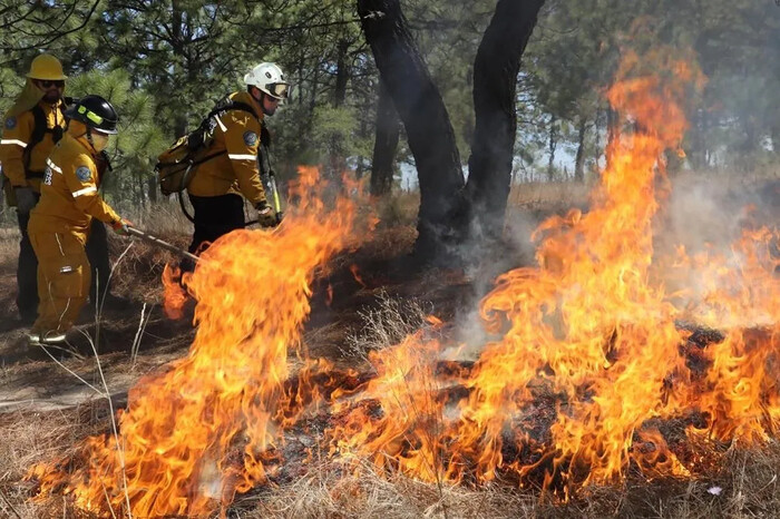 Brigadas forestales apagan 7 incendios: Cofom