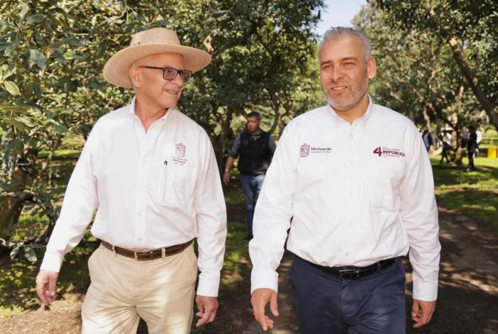 Busca Bedolla proteger y distinguir aguacate michoacano con Indicación Geográfica