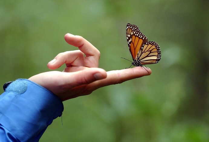 Buscan incluir a la mariposa Monarcas en lista de especies amenazadas