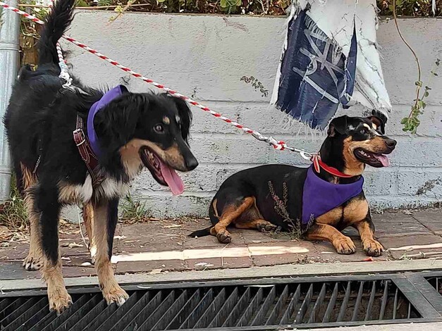 Buscarán nuevas familias 10 perros y 4 gatos en segunda Feria de Adopción de Morelia