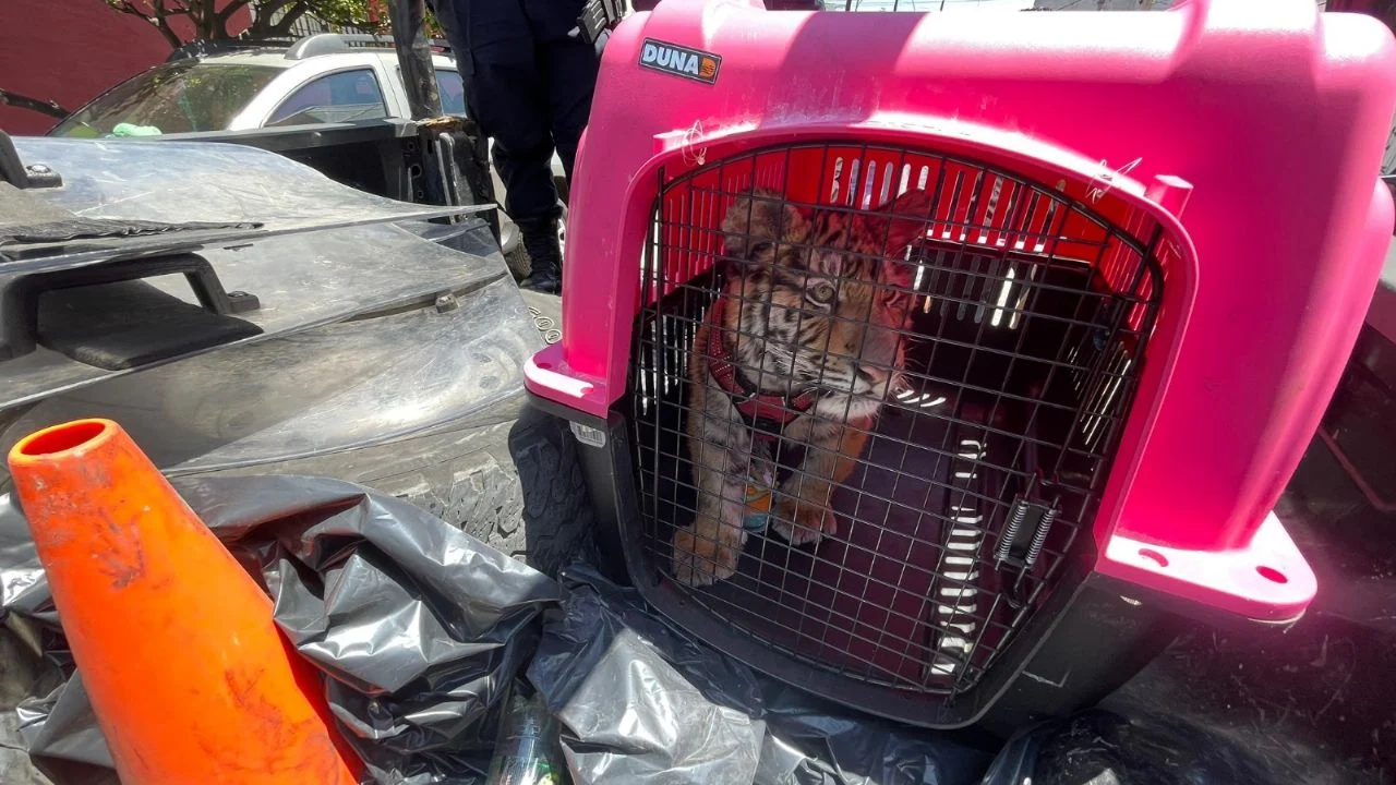 Cachorro de tigre de bengala es rescatado en Ecatepec