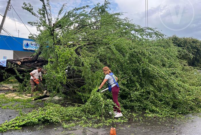 Calles y viviendas inundadas y árboles caídos, tras lluvia este sábado en Morelia