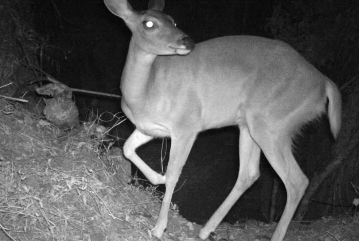 Cámaras de fototrampeo captan la vida silvestre en bosques de Michoacán
