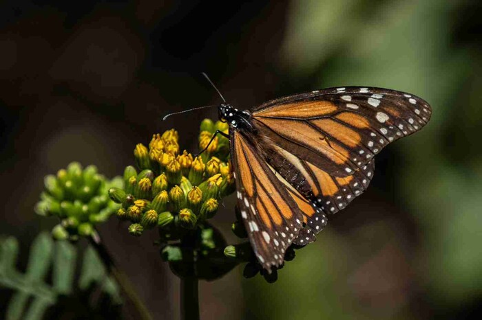 Cambio climático y uso de agroquímicos podrían afectar migración de la Mariposa Monarca a Michoacán