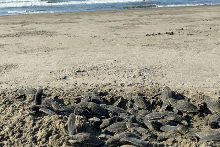 Campamentos tortugueros liberan 500 mil crías en un mes: Compesca