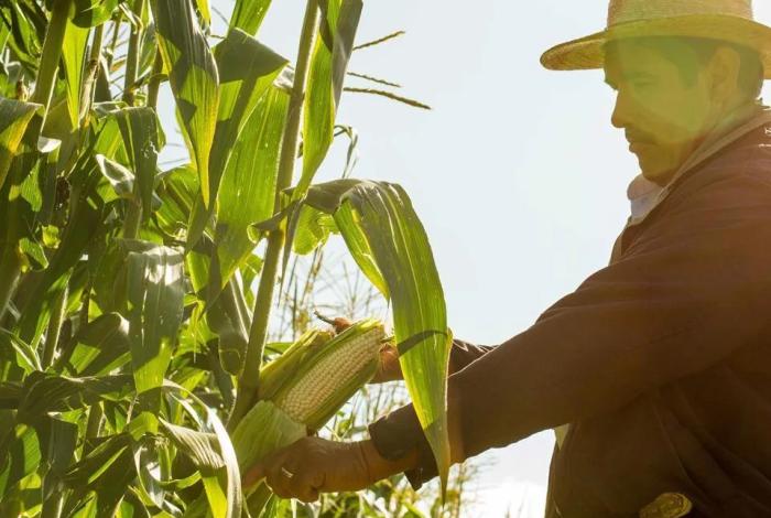 Campesinos y ejidatarios marcharán mañana en Morelia