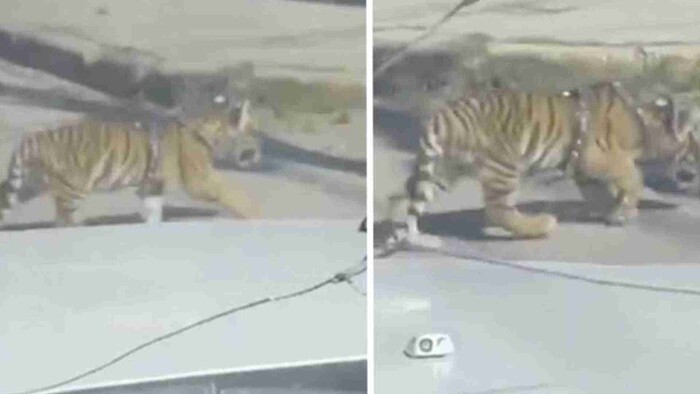 Captan a cachorro de tigre paseando por las calles de Durango