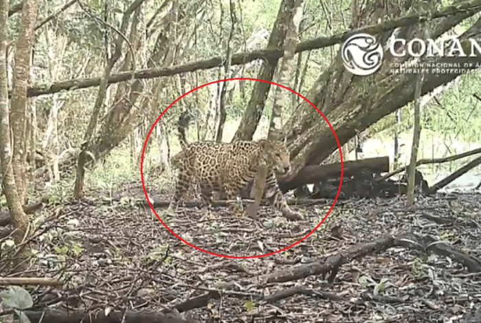 Captan a una jaguar embarazada en Campeche; luces para la especie amenazada