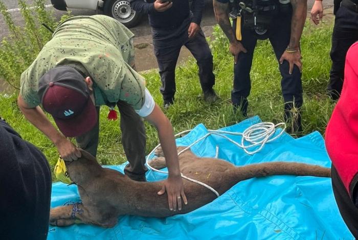 Capturan a puma que fue visto en colonia La Joya, en Pátzcuaro