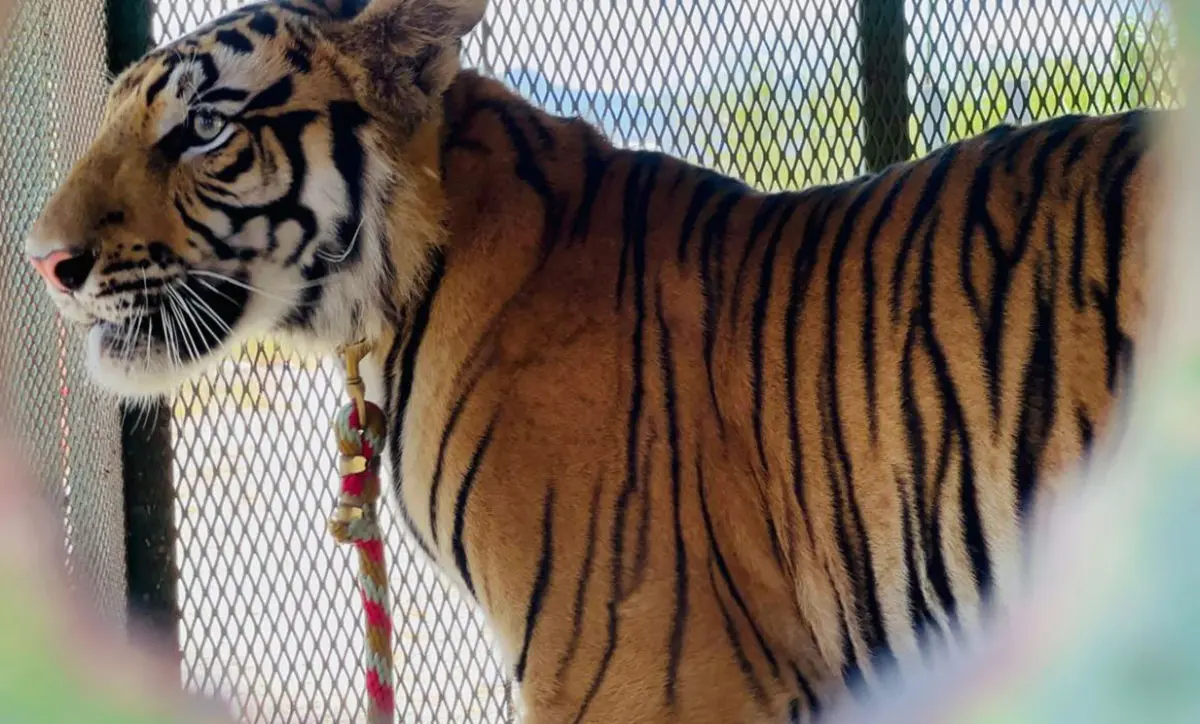 Capturan a tigre de bengala que se escapó en Salinas Victoria, Nuevo León