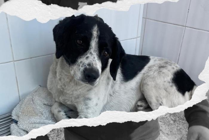 Caso Huesitos entra en su fase decisiva: animalistas exigen justicia por perrito atacado a machetazos