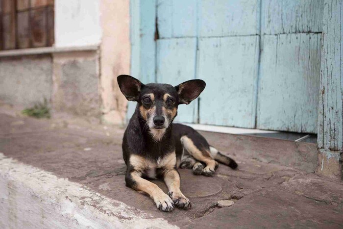 Casos de maltrato animal continúan en aumento, reportan animalistas