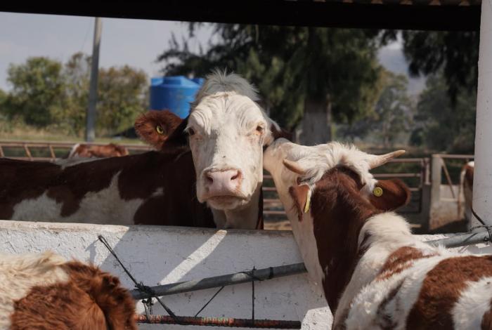 Cefoga busca producir 800 becerros el próximo año