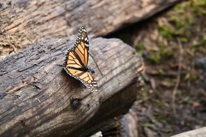 Celebran 50 años del descubrimiento de los santuarios de la mariposa Monarca