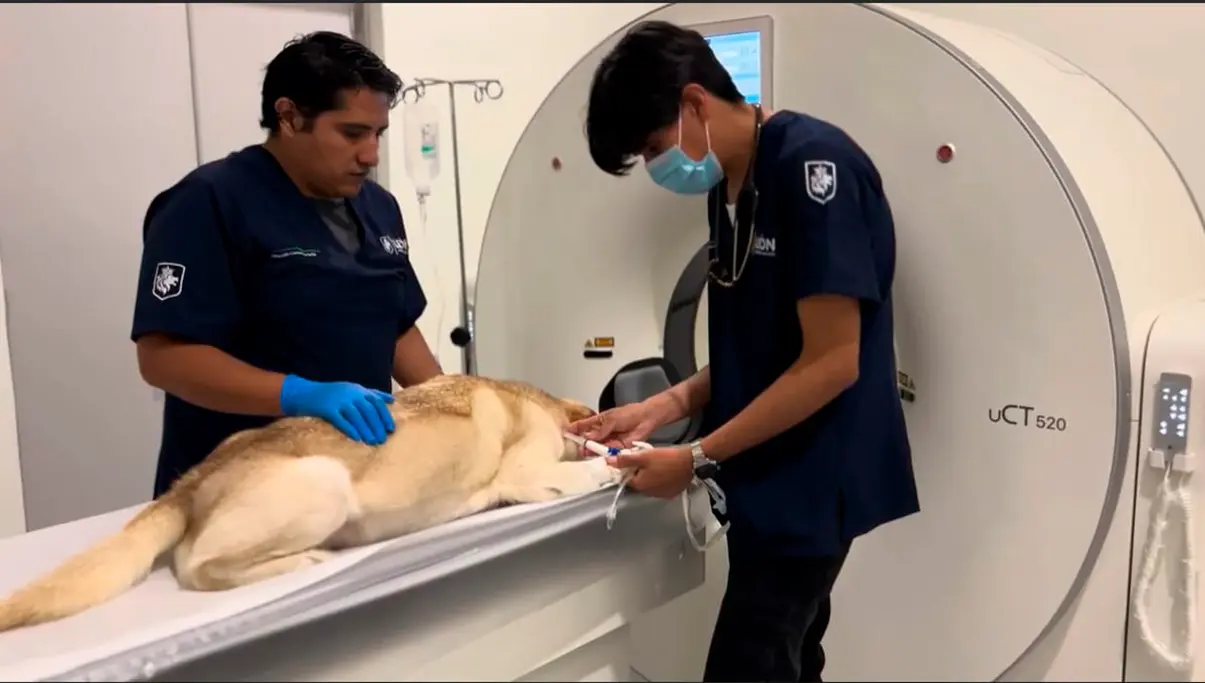 Cerca de 400 mascotas fueron atendidas en el nuevo hospital veterinario de León