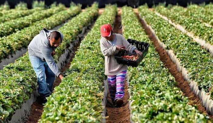 China responde a Trump; agrega aranceles de hasta 15% a exportaciones agrícolas de EU