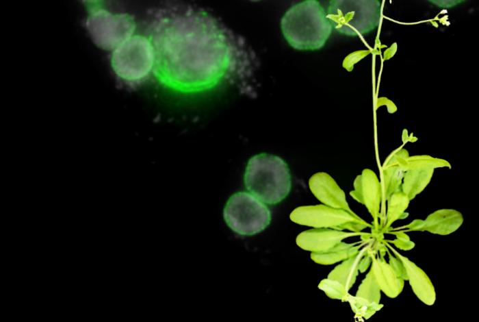 Científicos descubren el papel clave de una proteína para la reproducción de las plantas