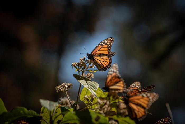 Cifra de mariposas monarca sigue en “mínimos históricos” en EUA pese a ligero repunte