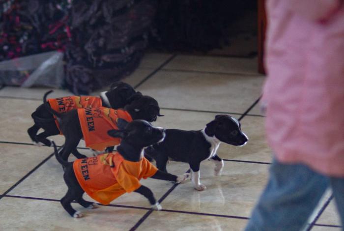 Coinciden zonas de mayor violencia con las de más maltrato animal: IMPA