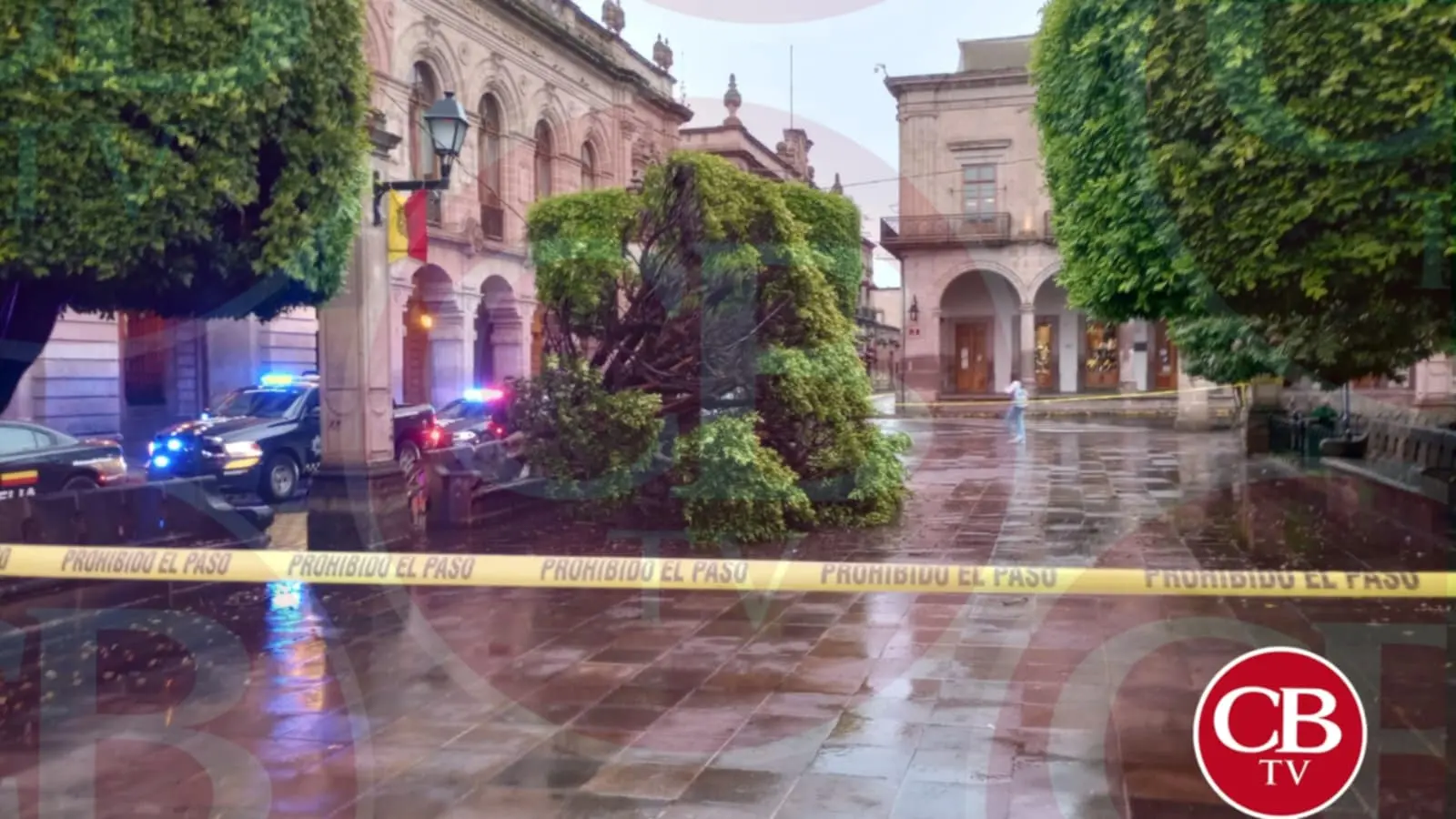 Colapsan 2 árboles en Morelia