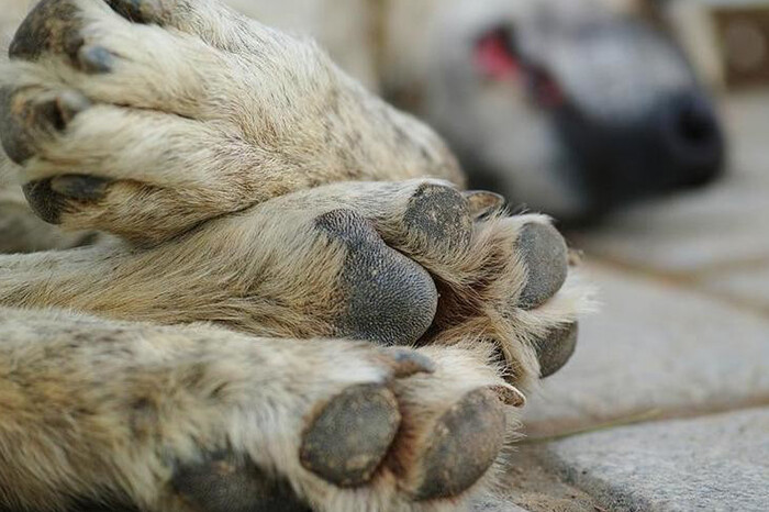 Colectivos denuncian envenenamiento de perros en Arko San Antonio, en Morelia