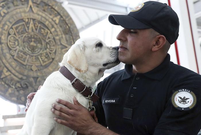 Combatir el estrés de volar con perros: así es el programa pionero del AIFA