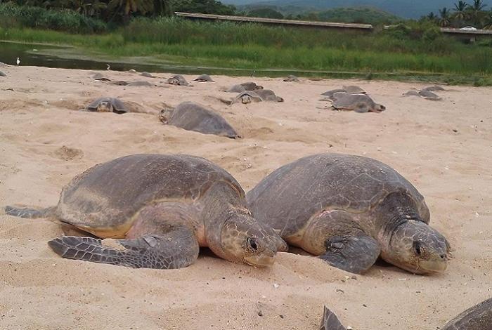 Comienzan arribazones masivas de tortugas marinas en Michoacán: Compesca