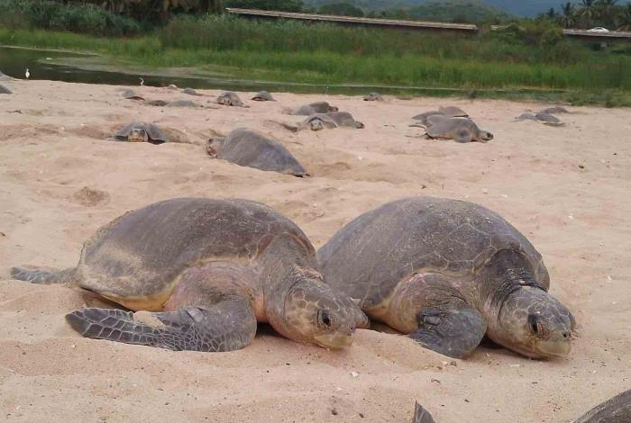 Comienzan arribazones masivas de tortugas marinas en Michoacán: Compesca