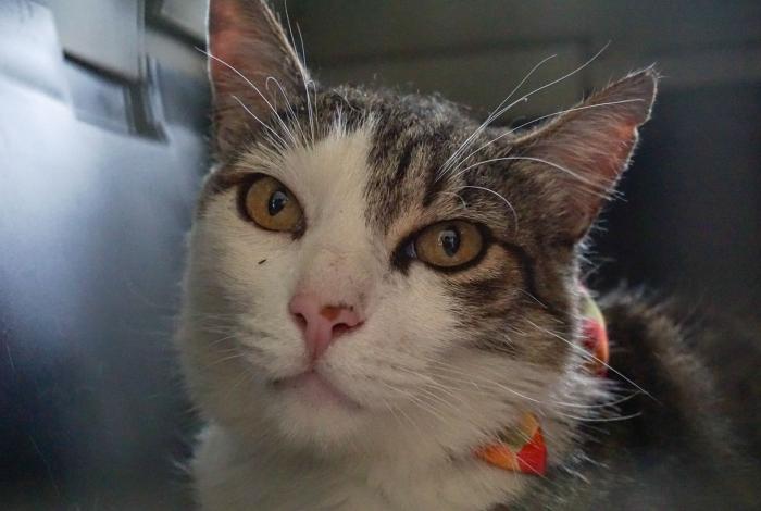 Como cada dos semanas, realizan feria de adopción en el IMCED