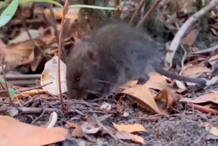 ¿Cómo se contagia el hantavirus? El rol del ratón colilargo en el brote
