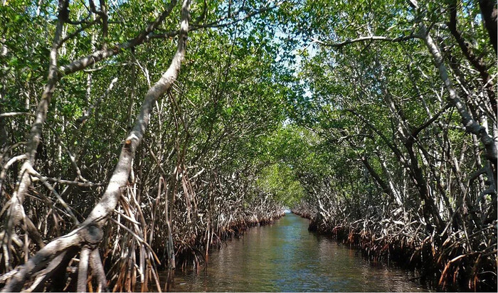 Comunidad de Veracruz se Moviliza para la Conservación de Manglares