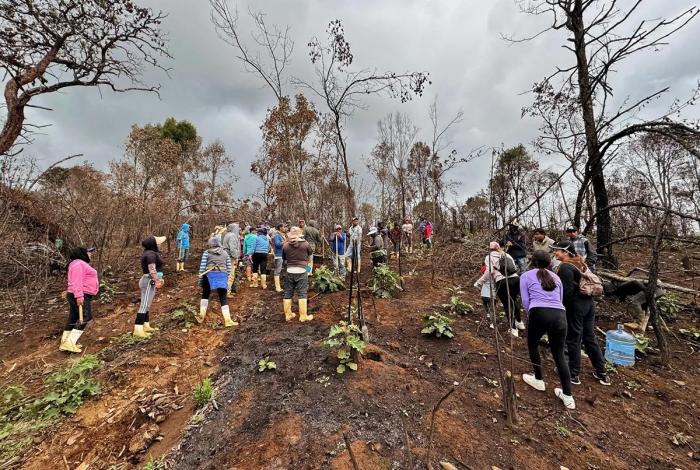 Comunidades indígenas reforestan un millón de árboles en Michoacán