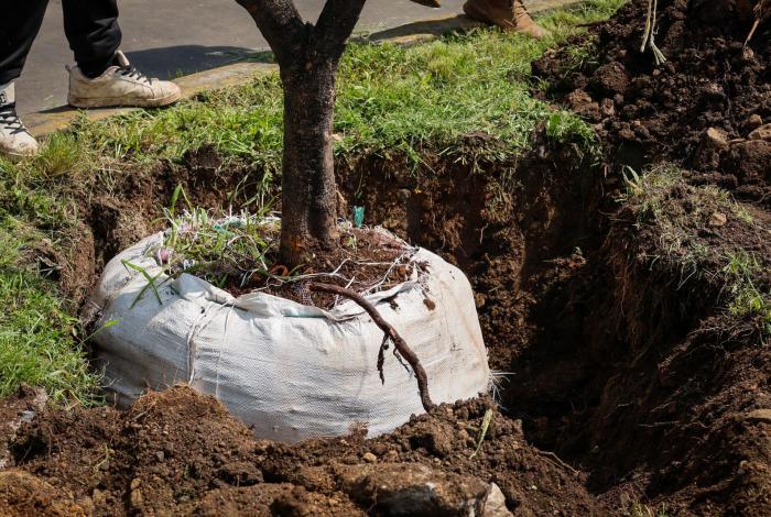 Con la replantación de 4 jacarandas, avanza plan ambiental del Morebús