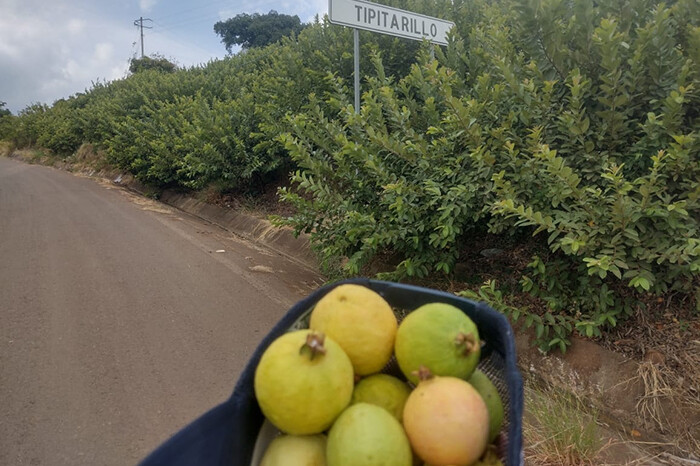 Con obras por cooperación, productores de guayaba de Ario tienen más agua para cultivos