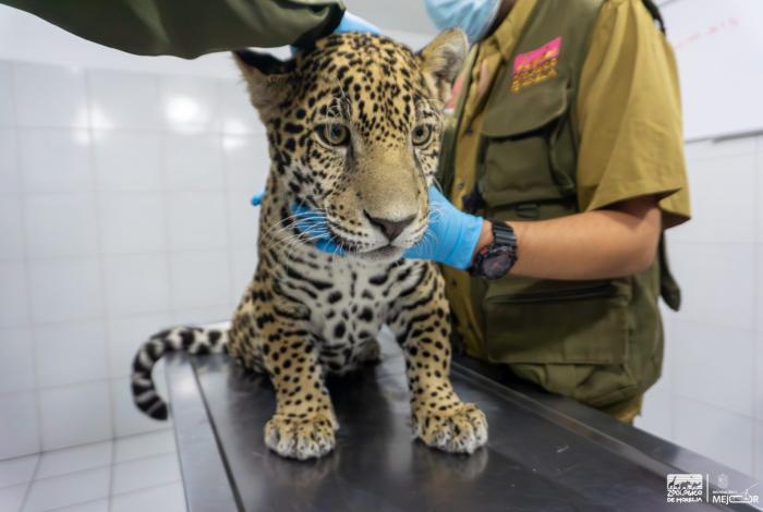 Concluye rehabilitación de 3 felinos rescatados en el Zoológico de Morelia