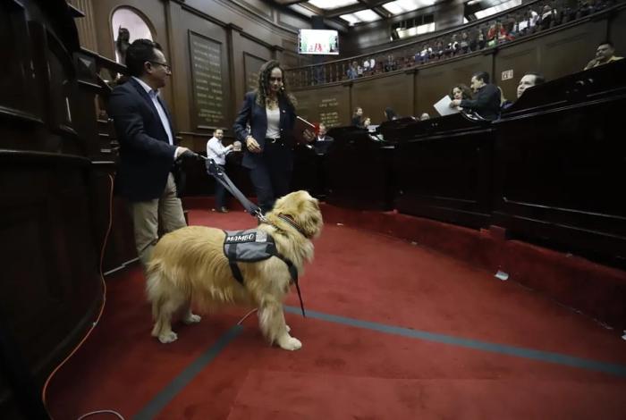 Congreso del Estado aprueba que personas con discapacidad se desplacen libremente con animales de asistencia