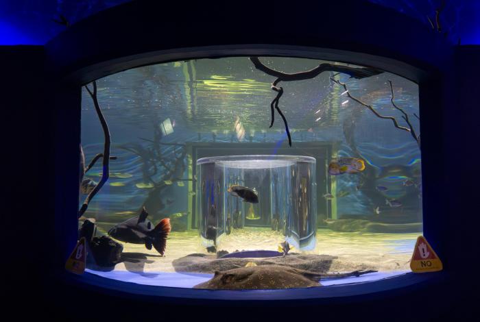 Conoce la espectacular pecera 360° del Zoológico de Morelia, única en México