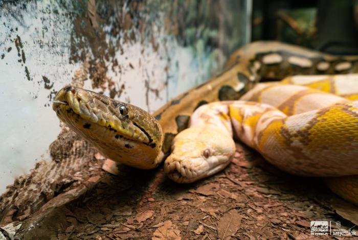 Conoce la serpiente de 5 metros en el Zoo Morelia y los reptiles más asombrosos