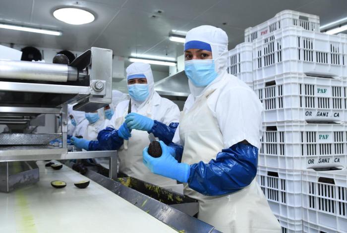 Costos de producción y mano de obra capacitada hacen competitivo a Michoacán: Sedeco