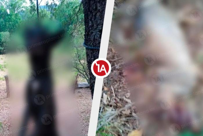 Crueldad animal cometida por menores se disparó 300%; Michoacán entre los Estados con más casos