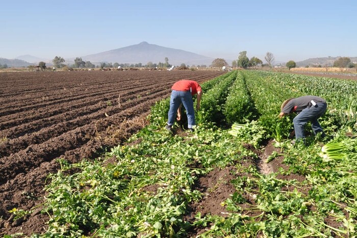 Cubiertas, 70% de hectáreas agrícolas afectadas por sequía: Sader