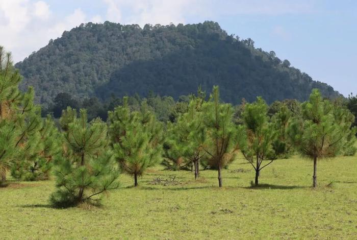 Deberá donar agroparque logístico de Morelia 450 árboles; prometen empleos