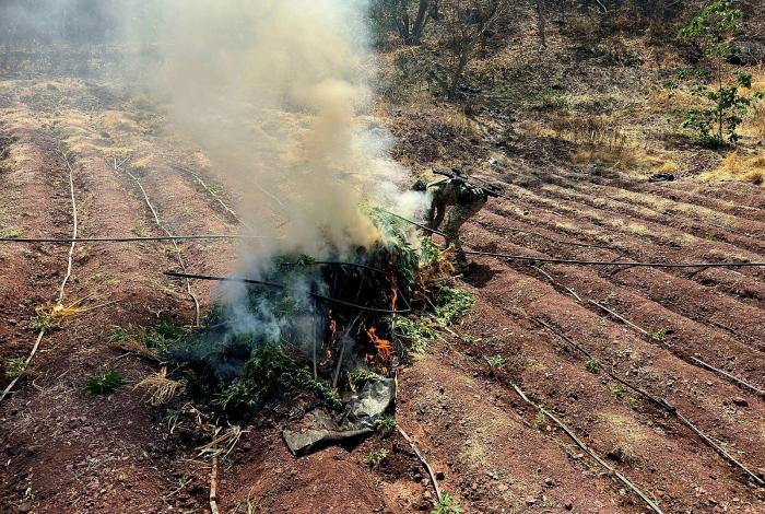 Defensa localiza y destruye 5 plantíos de marihuana en Huetamo