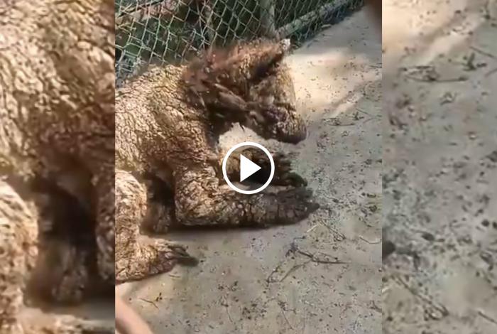 Denuncian abandono de osa parda en zoológico de Nueva León