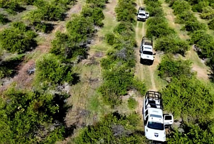 Desactivan explosivos improvisados en huerta limonera de Apatzingán; en el Operativo Paricutín