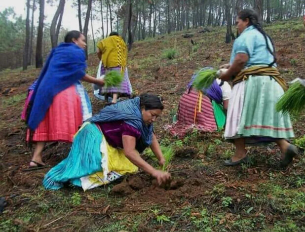 Desafiando al crimen organizado y a trasnacionales indígenas reforestan Michoacán: CSIM